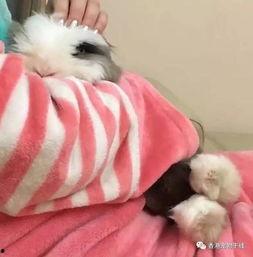 宠物 网红,宠物界的明星风采